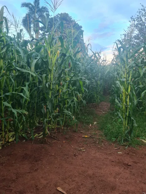 Comprar Rural / Ch&aacute;cara em S&atilde;o Jos&eacute; do Rio Preto R$ 240.000,00 - Foto 17