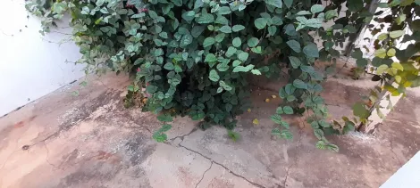 Alugar Casa / Padr&atilde;o em S&atilde;o Jos&eacute; do Rio Preto R$ 2.500,00 - Foto 15