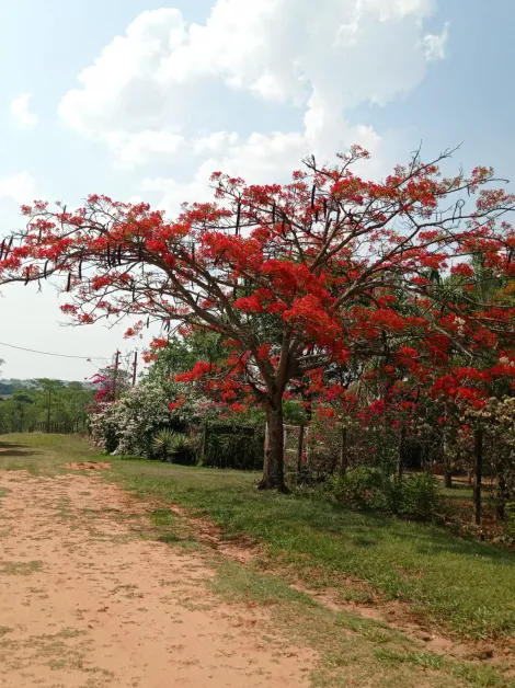 Comprar Rural / Ch&aacute;cara em S&atilde;o Jos&eacute; do Rio Preto R$ 999.000,00 - Foto 9
