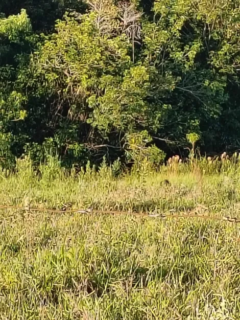 Comprar Rural / S&iacute;tio em Nhandeara R$ 950.000,00 - Foto 6