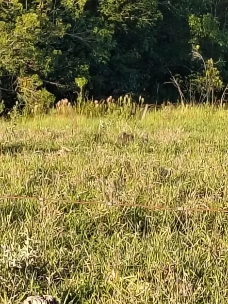 Comprar Rural / S&iacute;tio em Nhandeara R$ 950.000,00 - Foto 8