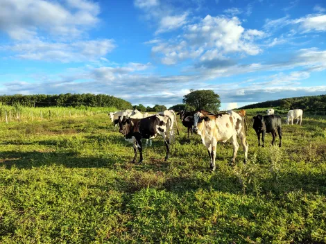 Comprar Rural / S&iacute;tio em Nhandeara R$ 950.000,00 - Foto 12