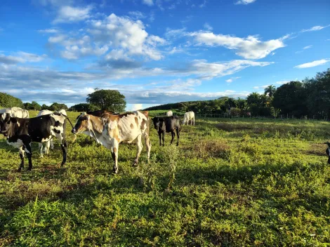 Comprar Rural / S&iacute;tio em Nhandeara R$ 950.000,00 - Foto 17