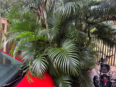 Comprar Casa / Padr&atilde;o em S&atilde;o Jos&eacute; do Rio Preto R$ 600.000,00 - Foto 2
