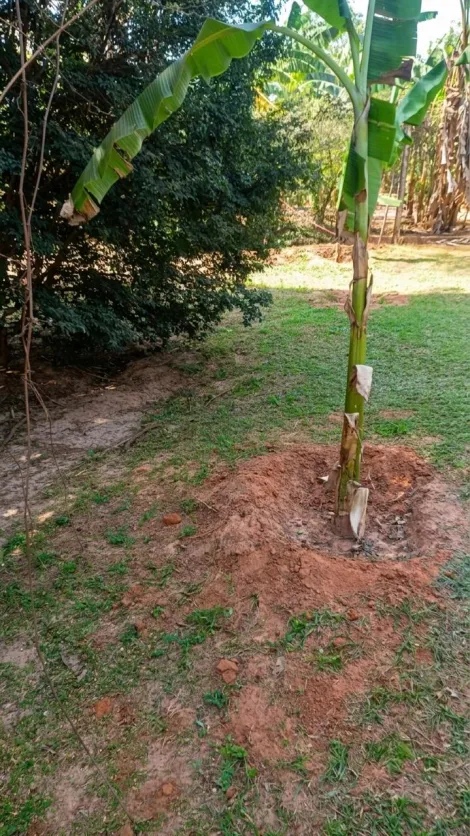 Comprar Rural / Ch&aacute;cara em Cedral R$ 950.000,00 - Foto 26