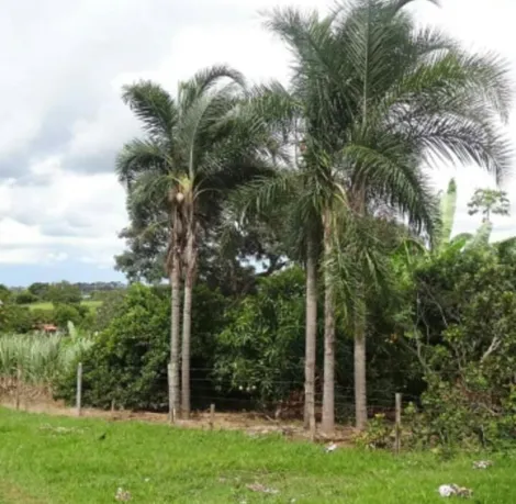 Comprar Rural / S&iacute;tio em S&atilde;o Jos&eacute; do Rio Preto R$ 2.500.000,00 - Foto 10
