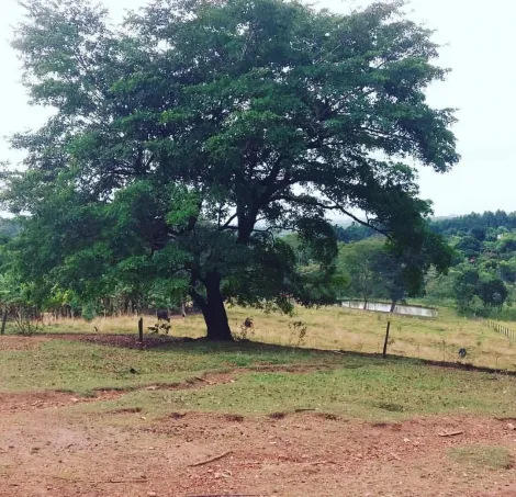 Comprar Rural / S&iacute;tio em S&atilde;o Jos&eacute; do Rio Preto R$ 2.500.000,00 - Foto 34
