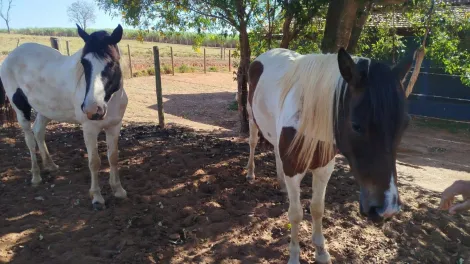 Comprar Rural / S&iacute;tio em Monte Apraz&iacute;vel R$ 2.200.000,00 - Foto 10