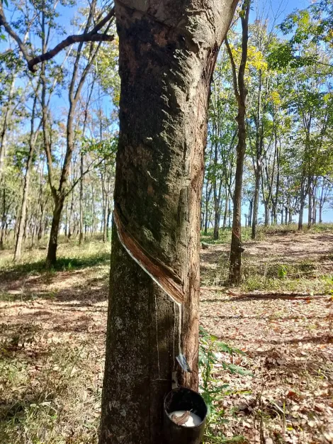 Comprar Rural / S&iacute;tio em Monte Apraz&iacute;vel R$ 2.200.000,00 - Foto 22