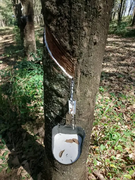 Comprar Rural / S&iacute;tio em Monte Apraz&iacute;vel R$ 2.200.000,00 - Foto 23