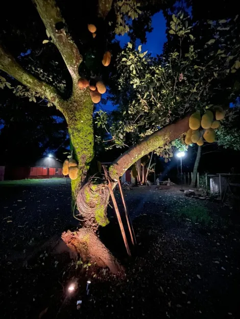 Comprar Rural / Ch&aacute;cara em S&atilde;o Jos&eacute; do Rio Preto R$ 1.200.000,00 - Foto 14