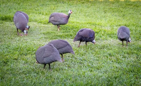 Comprar Rural / Ch&aacute;cara em S&atilde;o Jos&eacute; do Rio Preto R$ 900.000,00 - Foto 21
