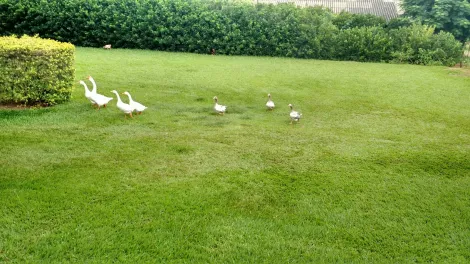 Comprar Rural / Ch&aacute;cara em S&atilde;o Jos&eacute; do Rio Preto R$ 900.000,00 - Foto 27