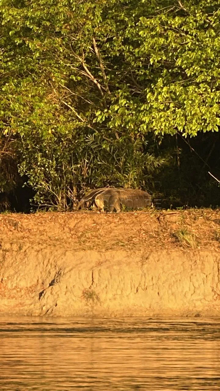 Comprar Rural / S&iacute;tio em Nova Andradina R$ 2.350.000,00 - Foto 4