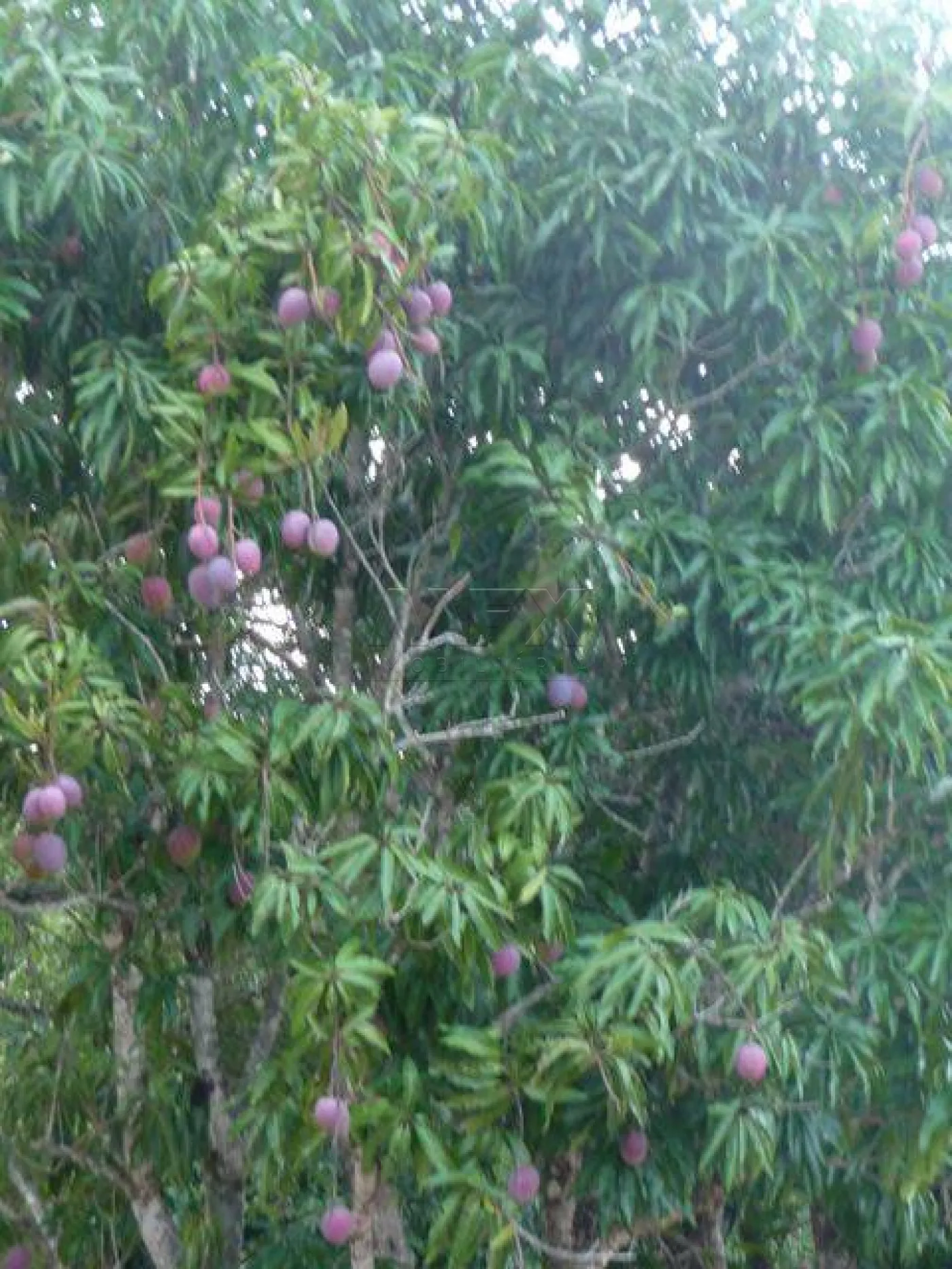 Comprar Rural / Ch&aacute;cara em Len&ccedil;&oacute;is Paulista - Foto 9