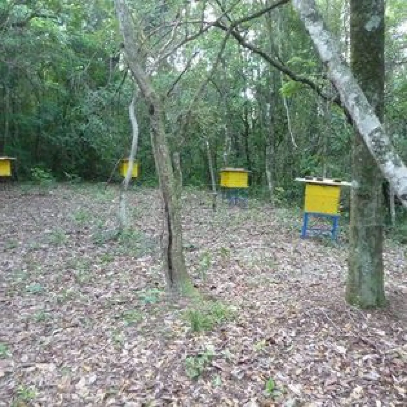 Comprar Rural / Ch&aacute;cara em Len&ccedil;&oacute;is Paulista - Foto 10