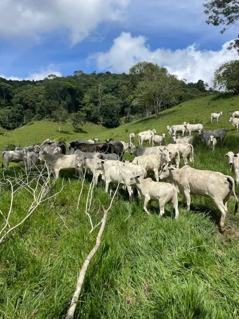 Fazenda com 338 hectares � venda na Divisa de Alagoas com Pernambuco