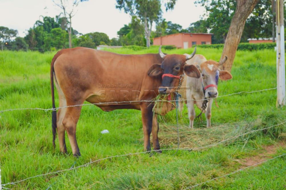 Alugar Rural / Ch&aacute;cara sem Condom&iacute;nio em S&atilde;o Carlos R$ 33.000,00 - Foto 10