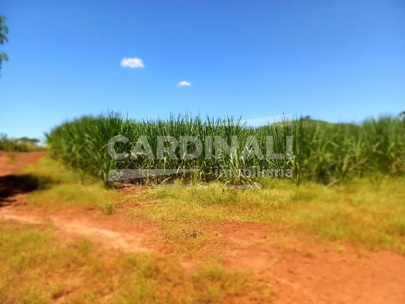 Comprar Rural / S&iacute;tio em S&atilde;o Carlos R$ 2.300.000,00 - Foto 12