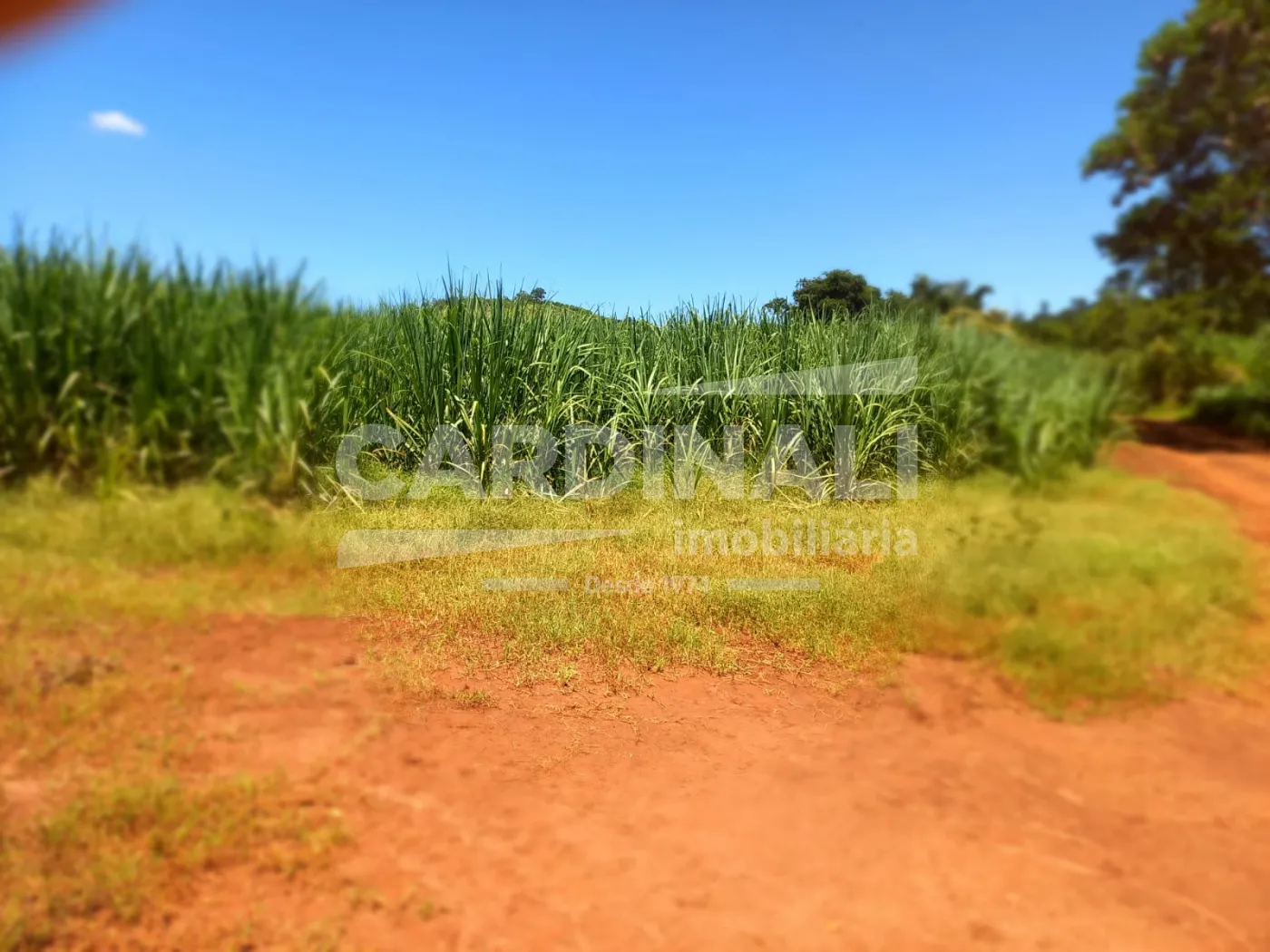 Comprar Rural / S&iacute;tio em S&atilde;o Carlos R$ 2.300.000,00 - Foto 13
