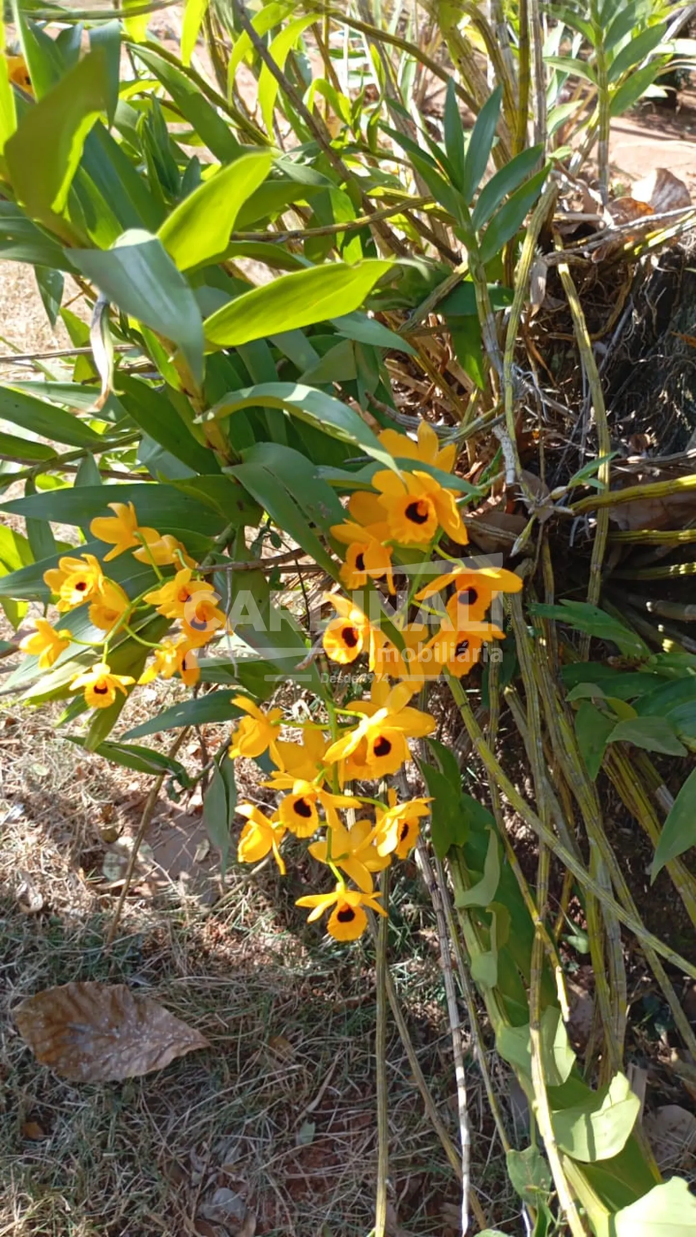 Comprar Rural / Padr&atilde;o em S&atilde;o Carlos R$ 532.000,00 - Foto 19