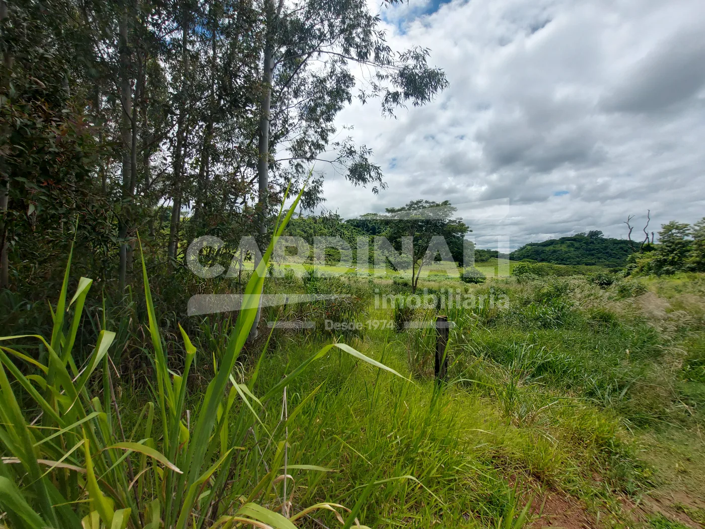 Comprar Rural / &Aacute;rea em Araraquara R$ 775.000,00 - Foto 3