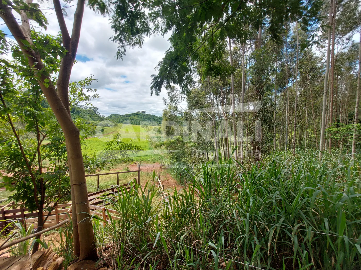 Comprar Rural / &Aacute;rea em Araraquara R$ 775.000,00 - Foto 2