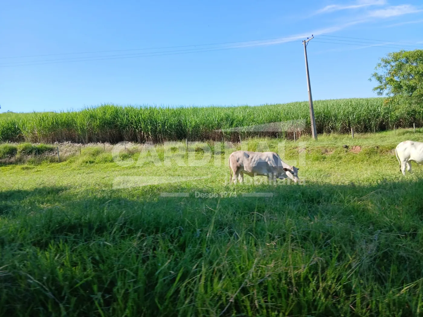 Rural / S&iacute;tio em &Aacute;gua Vermelha , Comprar por R$3.300.000,00
