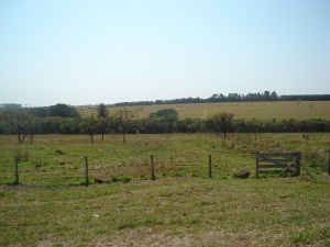 Sao Carlos Jardim Guanabara Rural Venda R$2.410.800,00 