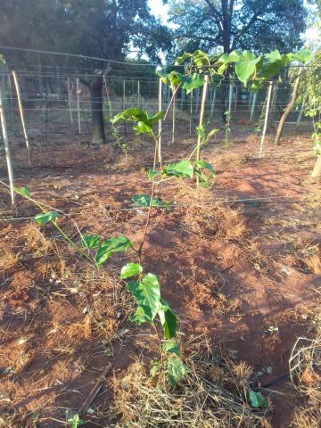 Sao Carlos Rural Rural Venda R$585.000,00 3 Dormitorios 10 Vagas Area construida 112.00m2