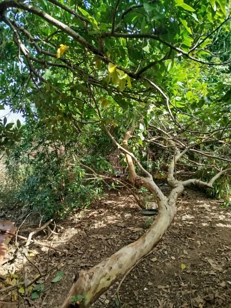Sao Carlos Vila Faria Terreno Venda R$300.000,00  Area do terreno 372.00m2 