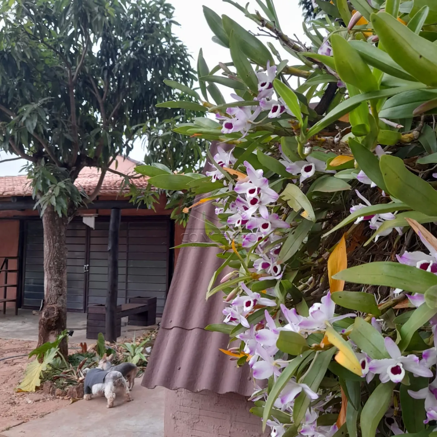 Comprar Rural / Ch&aacute;caraFazenda em Len&ccedil;&oacute;is Paulista R$ 1.200.000,00 - Foto 15