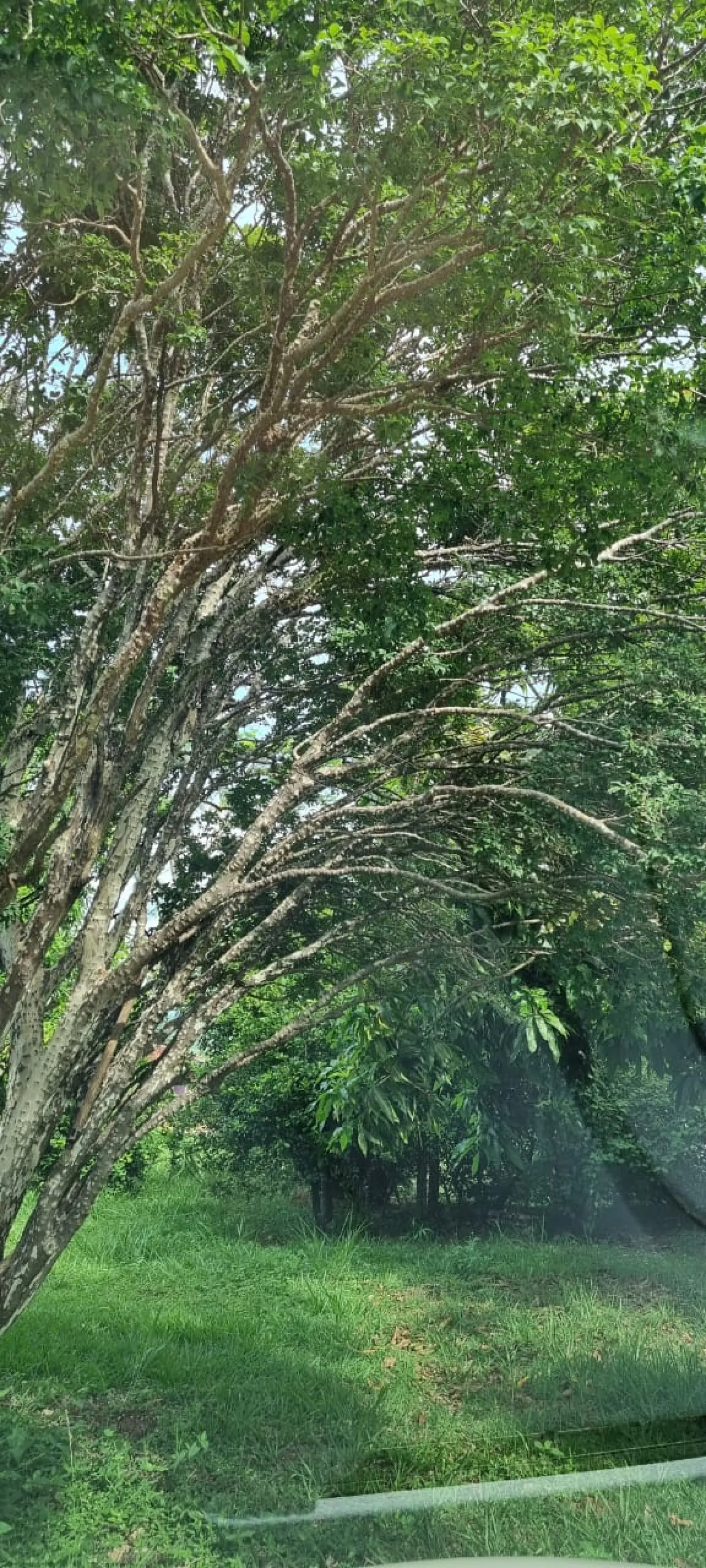 Alugar Rural / Ch&aacute;caraFazenda em Bauru R$ 3.500,00 - Foto 8