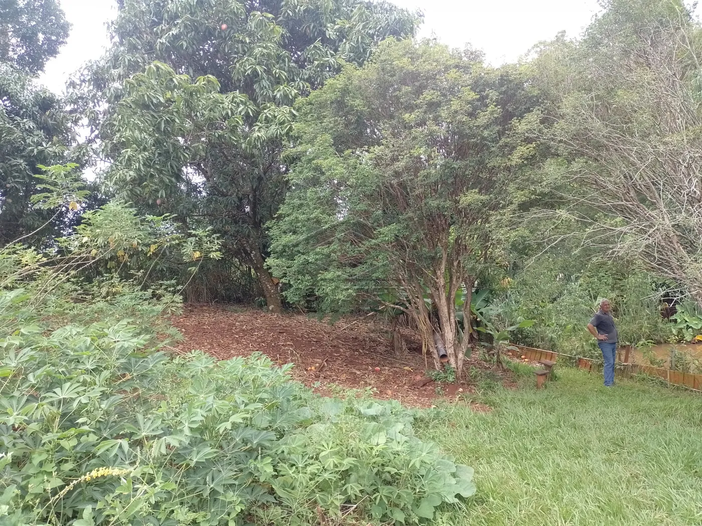 Comprar Rural / Ch&aacute;caraFazenda em Len&ccedil;&oacute;is Paulista R$ 500.000,00 - Foto 15