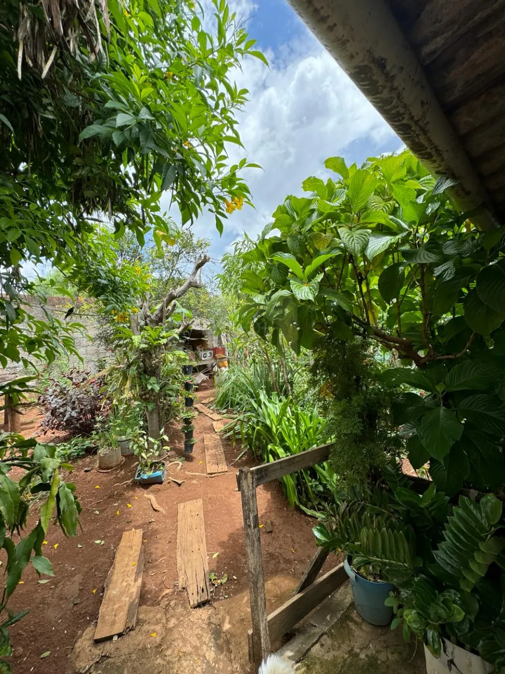 Comprar Comercial / Casa Comercial em Araguari R$ 350.000,00 - Foto 3