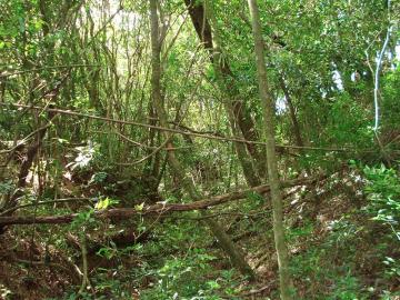 Terreno à venda em Lomba Grande, Novo Hamburgo — foto 2