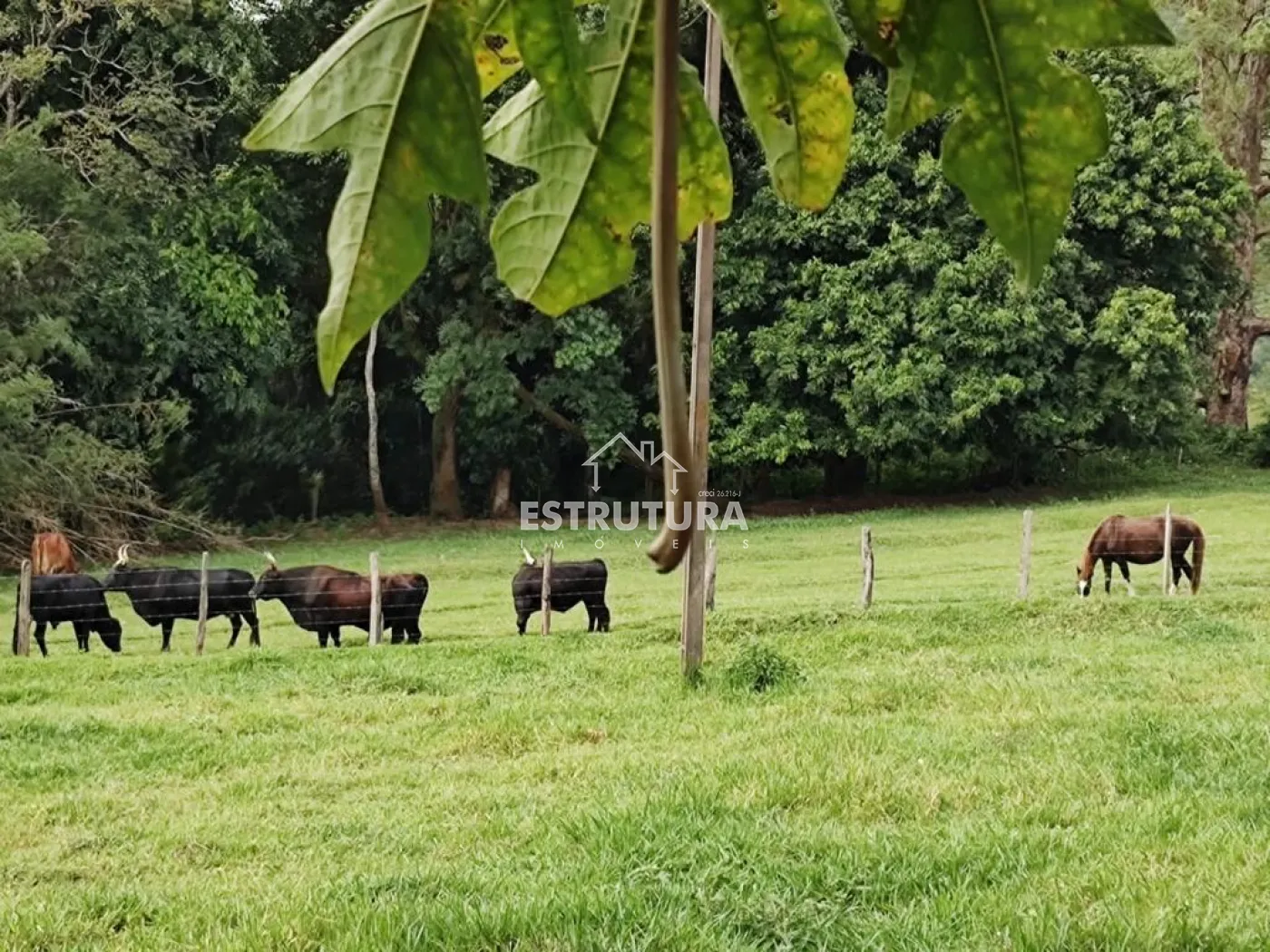 Comprar Rural / S&iacute;tio em Corumbata&iacute; R$ 1.100.000,00 - Foto 22