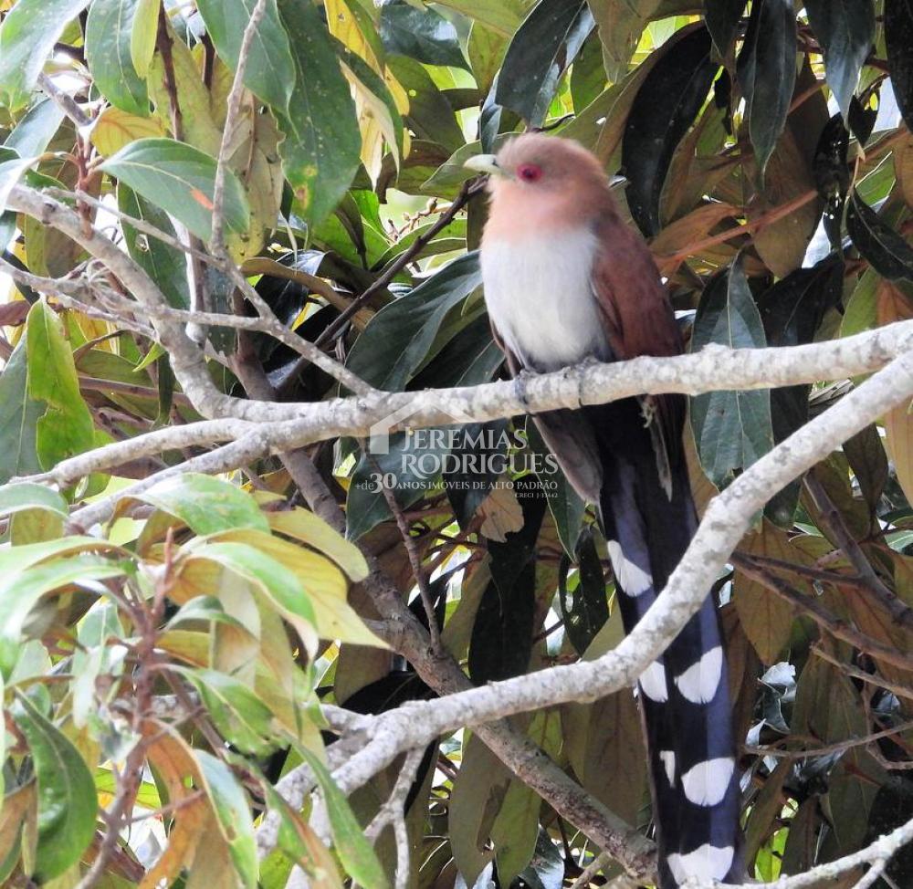 Comprar Rural / S&iacute;tio em Santo Ant&ocirc;nio do Pinhal R$ 4.000.000,00 - Foto 27