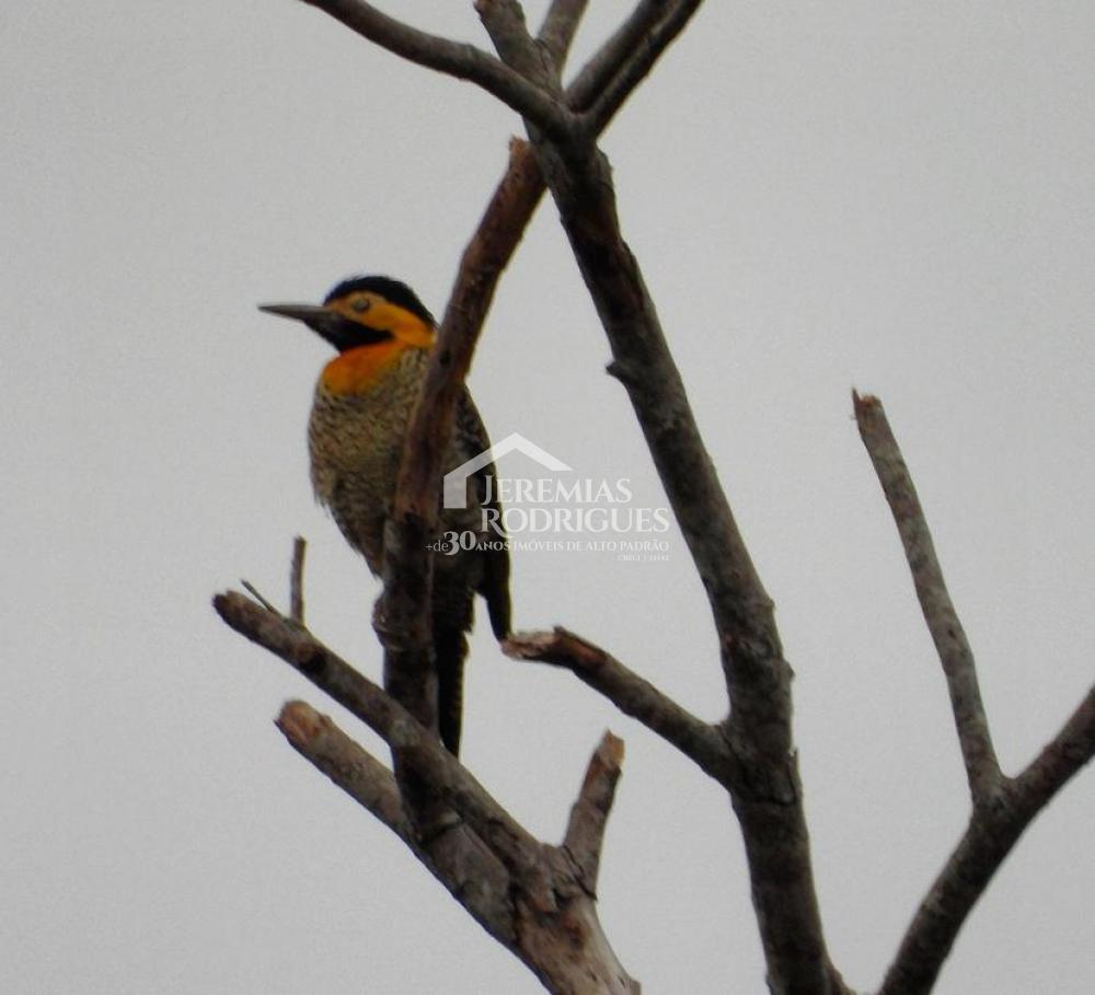 Comprar Rural / S&iacute;tio em Santo Ant&ocirc;nio do Pinhal R$ 4.000.000,00 - Foto 28
