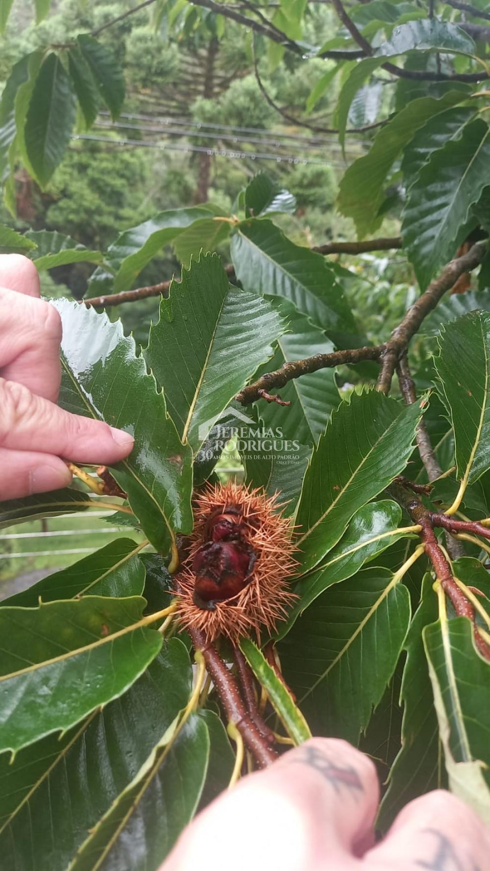 Comprar Casa / Condom&iacute;nio em Campos do Jord&atilde;o R$ 830.000,00 - Foto 21