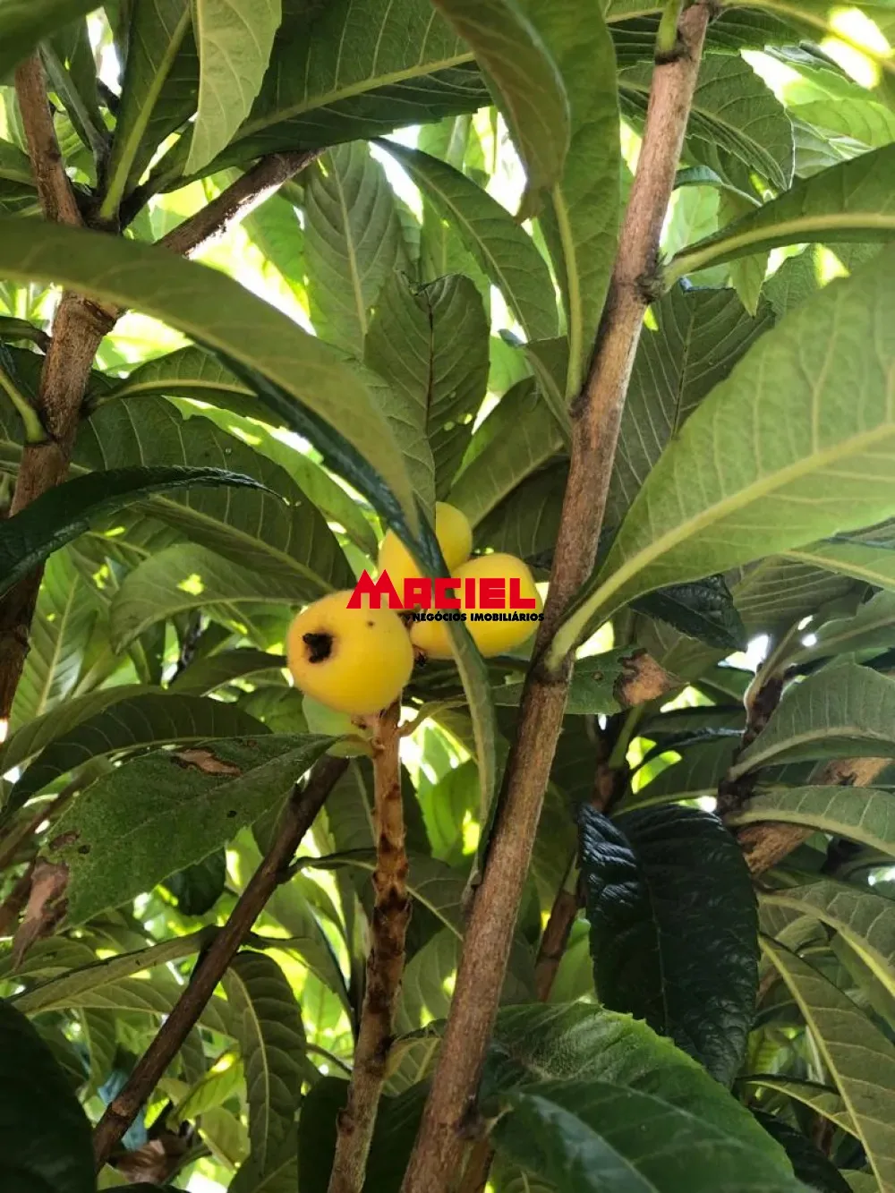 Comprar Casa / Sobrado em Jacare&iacute; R$ 1.330.000,00 - Foto 5