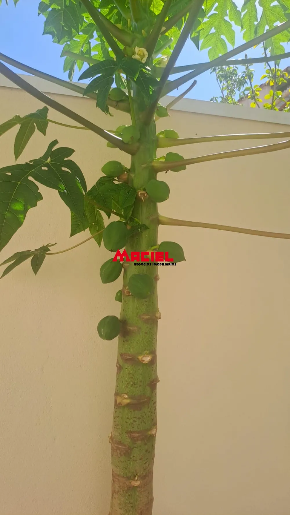 Comprar Casa / Padr&atilde;o em S&atilde;o Jos&eacute; dos Campos R$ 850.000,00 - Foto 24