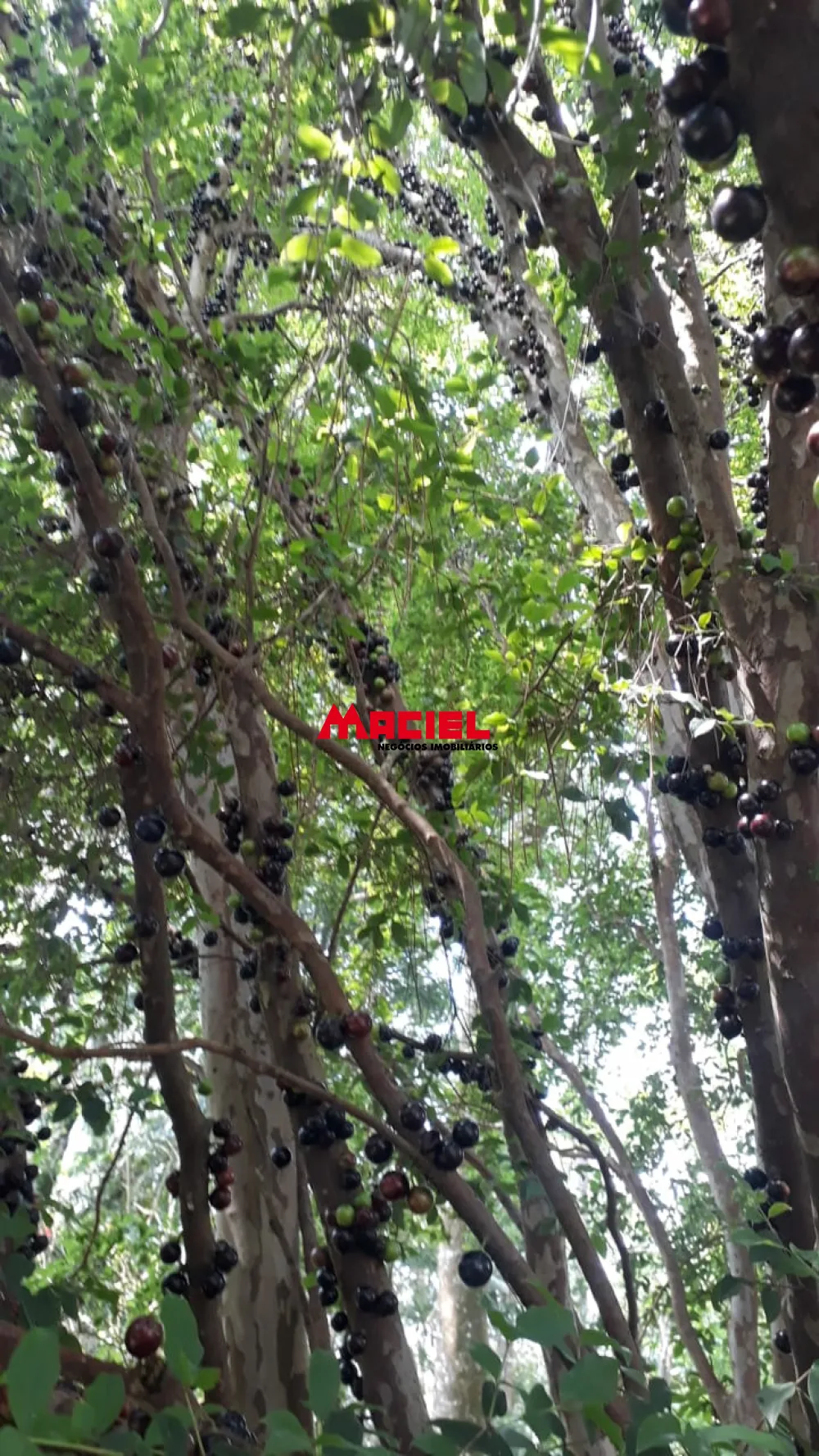 Comprar Rural / Ch&aacute;cara em S&atilde;o Jos&eacute; dos Campos R$ 1.800.000,00 - Foto 19