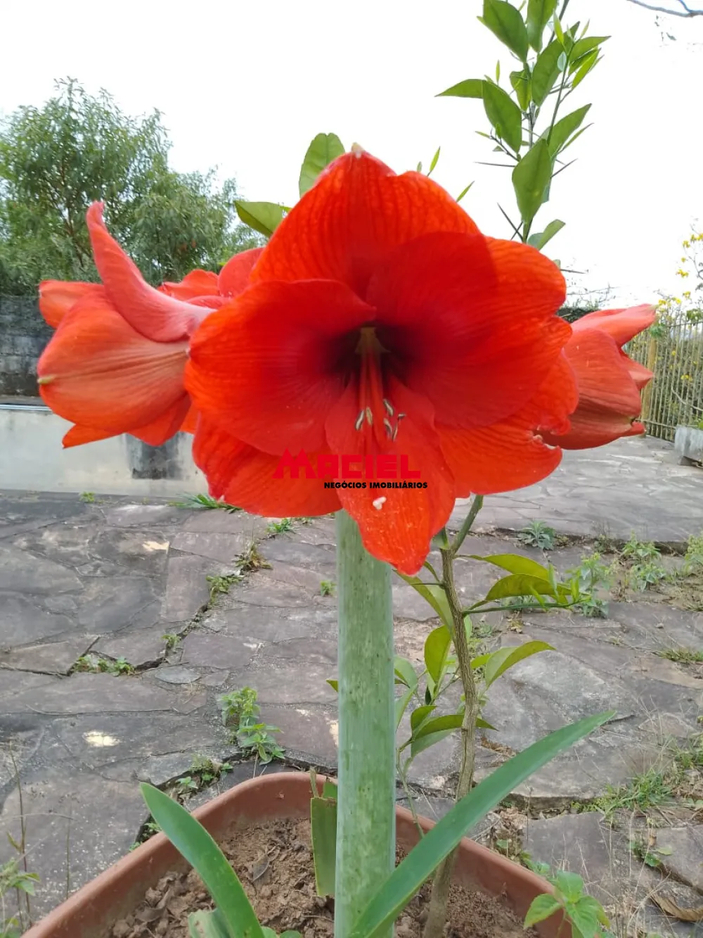 Comprar Rural / Ch&aacute;cara em S&atilde;o Jos&eacute; dos Campos R$ 720.000,00 - Foto 16