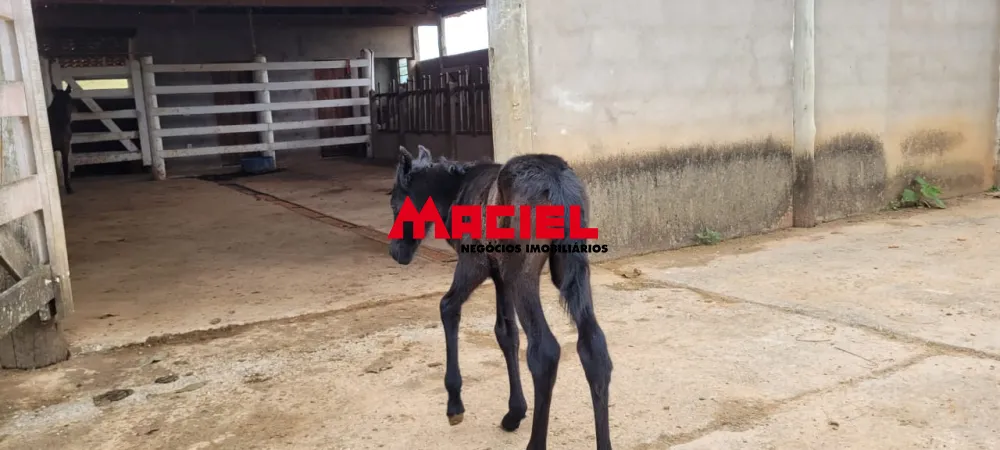 Comprar Rural / S&iacute;tio em S&atilde;o Jos&eacute; dos Campos R$ 4.000.000,00 - Foto 45