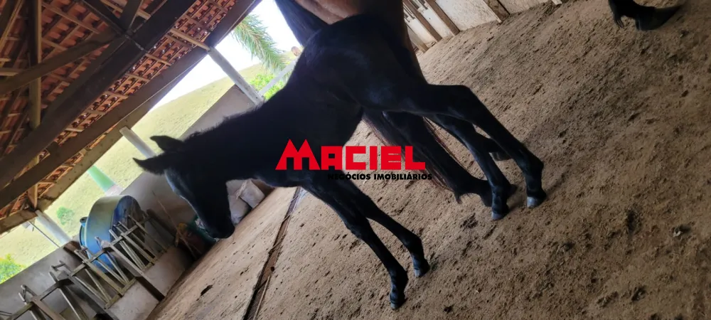 Comprar Rural / S&iacute;tio em S&atilde;o Jos&eacute; dos Campos R$ 4.000.000,00 - Foto 46