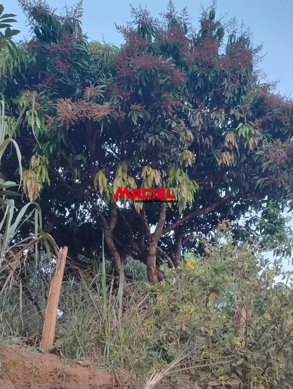 Comprar Rural / Ch&aacute;cara em Jambeiro R$ 480.000,00 - Foto 2