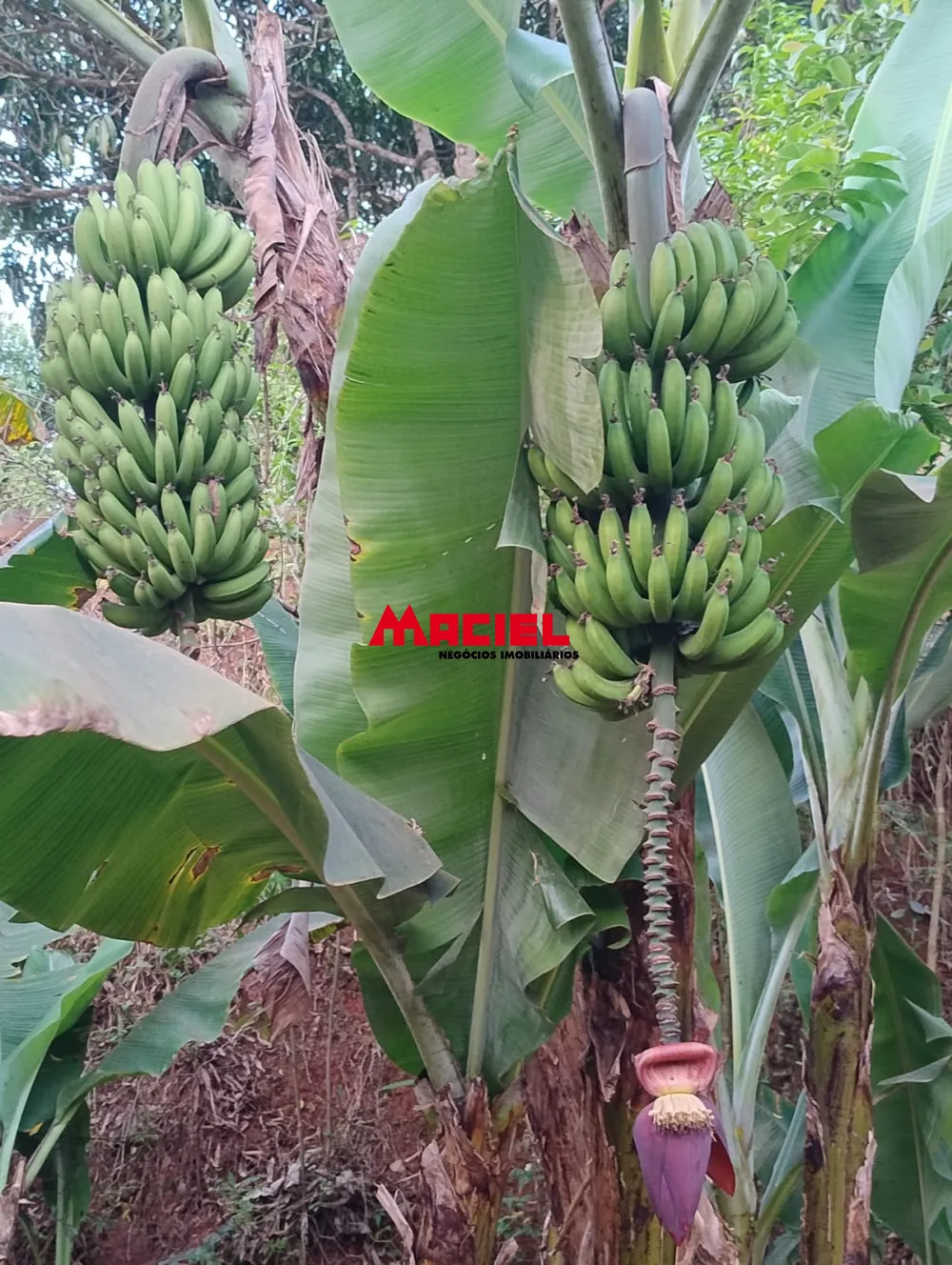 Comprar Rural / Ch&aacute;cara em Jambeiro R$ 480.000,00 - Foto 8