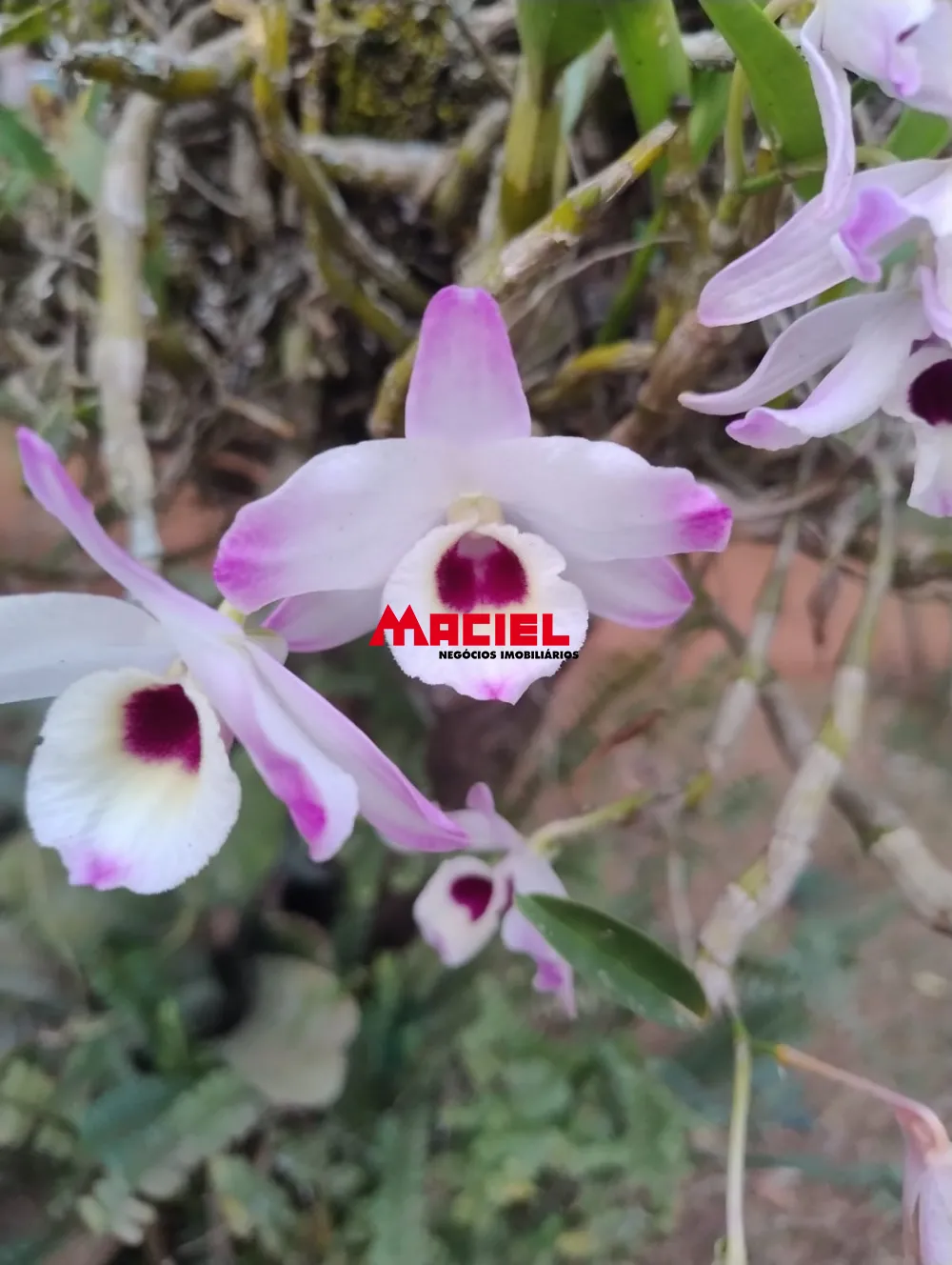 Comprar Rural / Ch&aacute;cara em Jambeiro R$ 480.000,00 - Foto 10