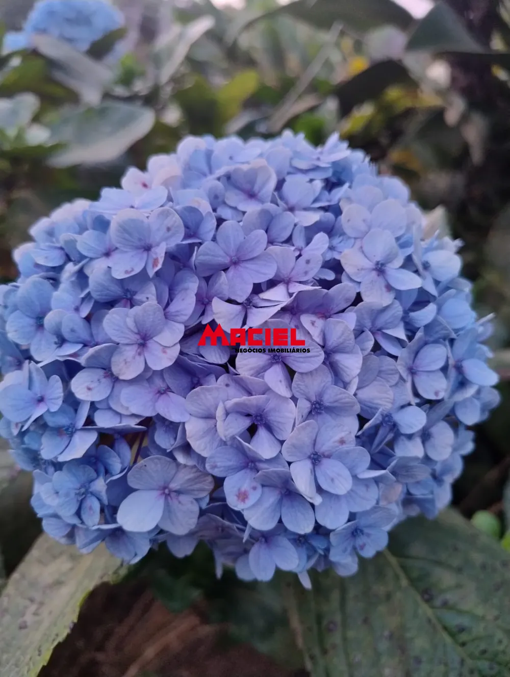 Comprar Rural / Ch&aacute;cara em Jambeiro R$ 480.000,00 - Foto 9